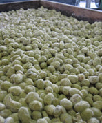 蔵に棲みつく天然の麹菌でカビ付けした麹
