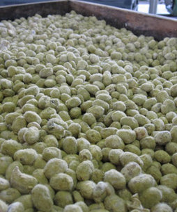 蔵に棲みつく天然の麹菌でカビ付けした麹