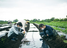 現在24拠点で10品種の綿花栽培にチャレンジしています。