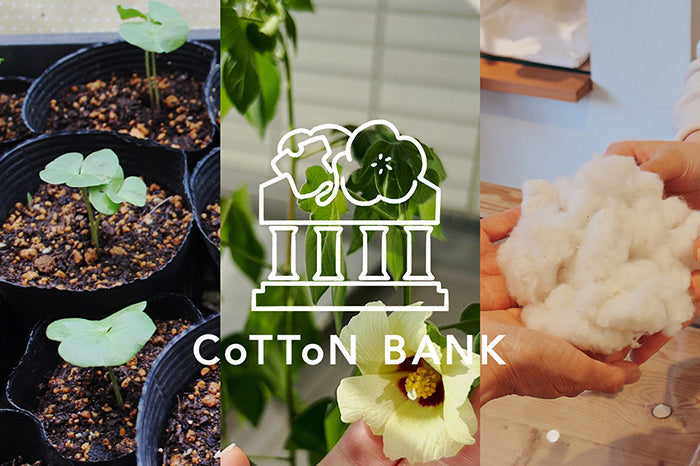 「コットンバンク」設立