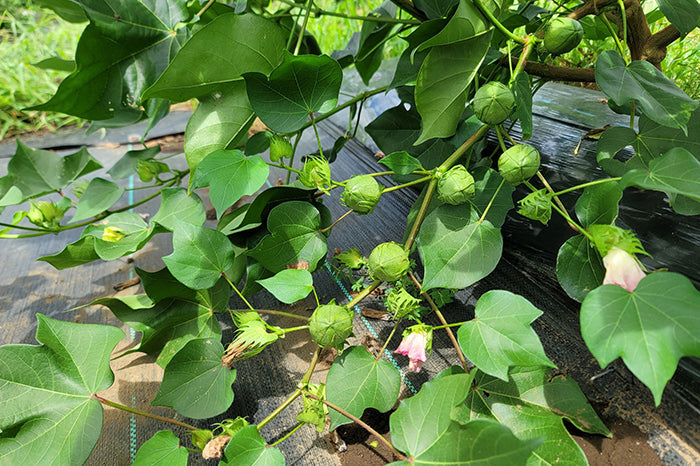 国産綿ファームレポート＠栃木県佐野市｜アバンティコットン倶楽部