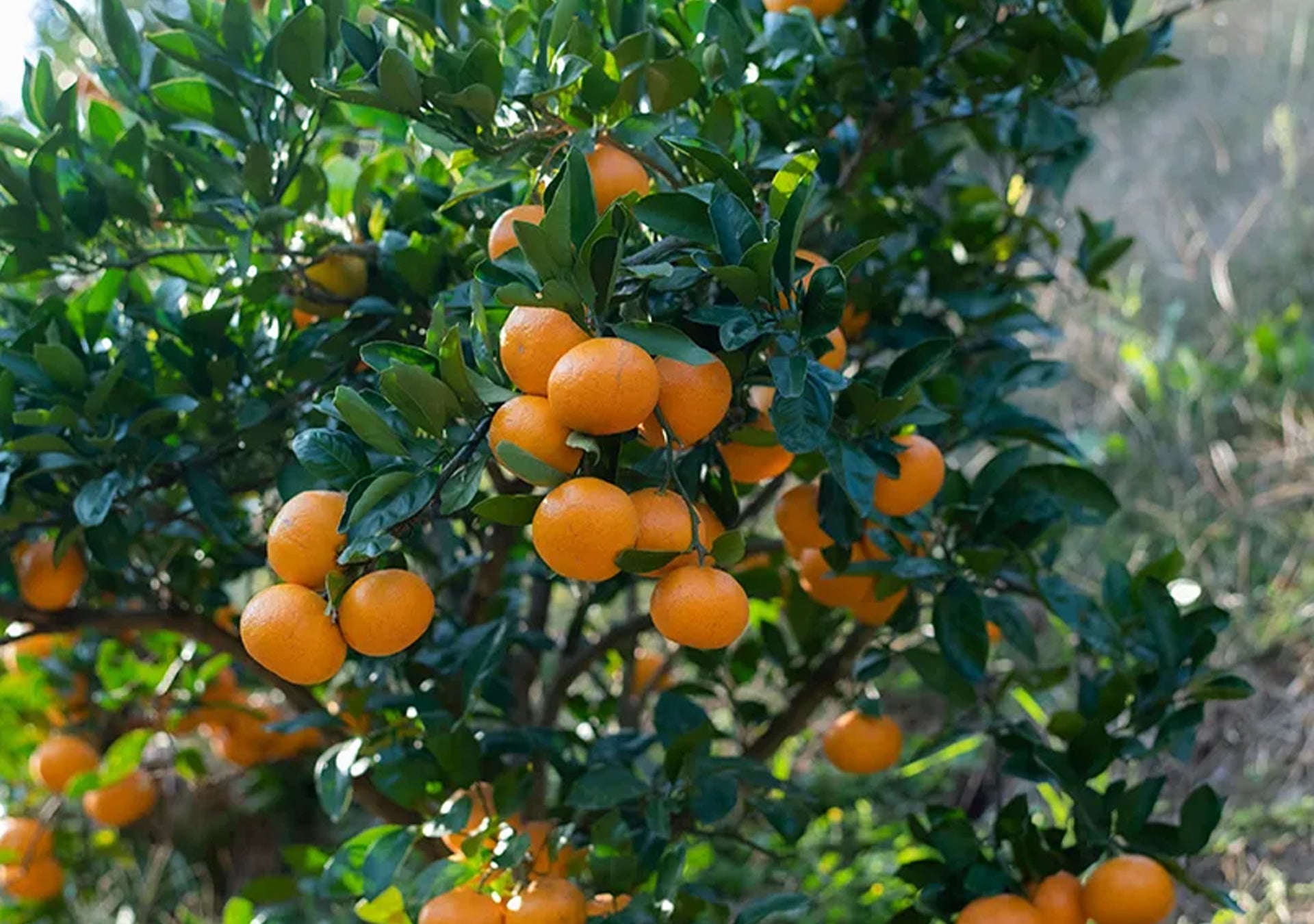 温州みかんと仲間たちセット 