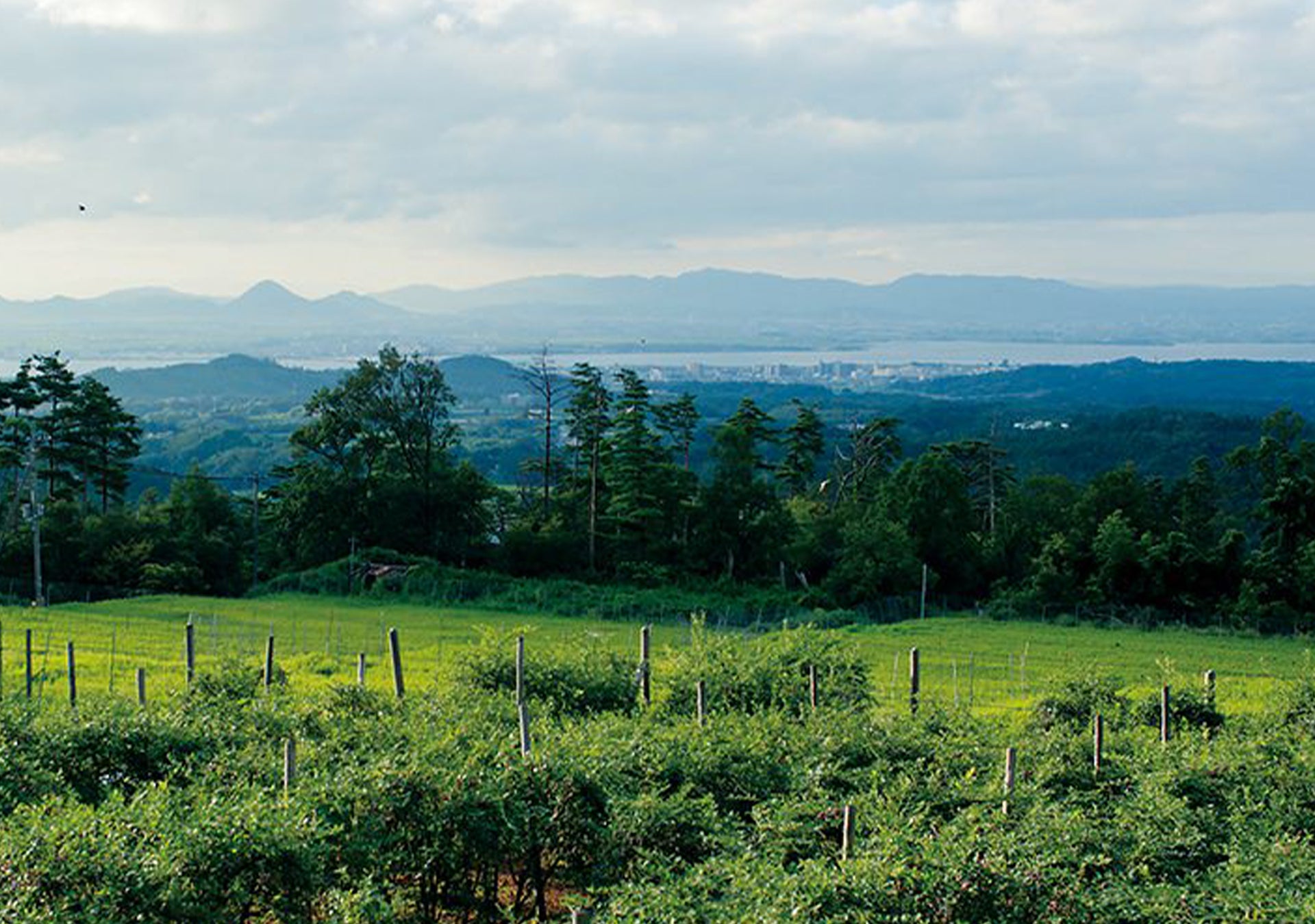 ブルーベリーフィールズ紀伊國屋