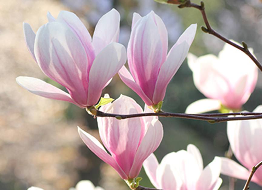 木蓮の花言葉は「自然への愛」「持続性」