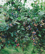 ブルーベリーフィールズさんセット [食のおせち]