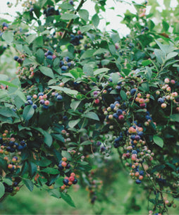 ブルーベリーフィールズさんセット [食のおせち]