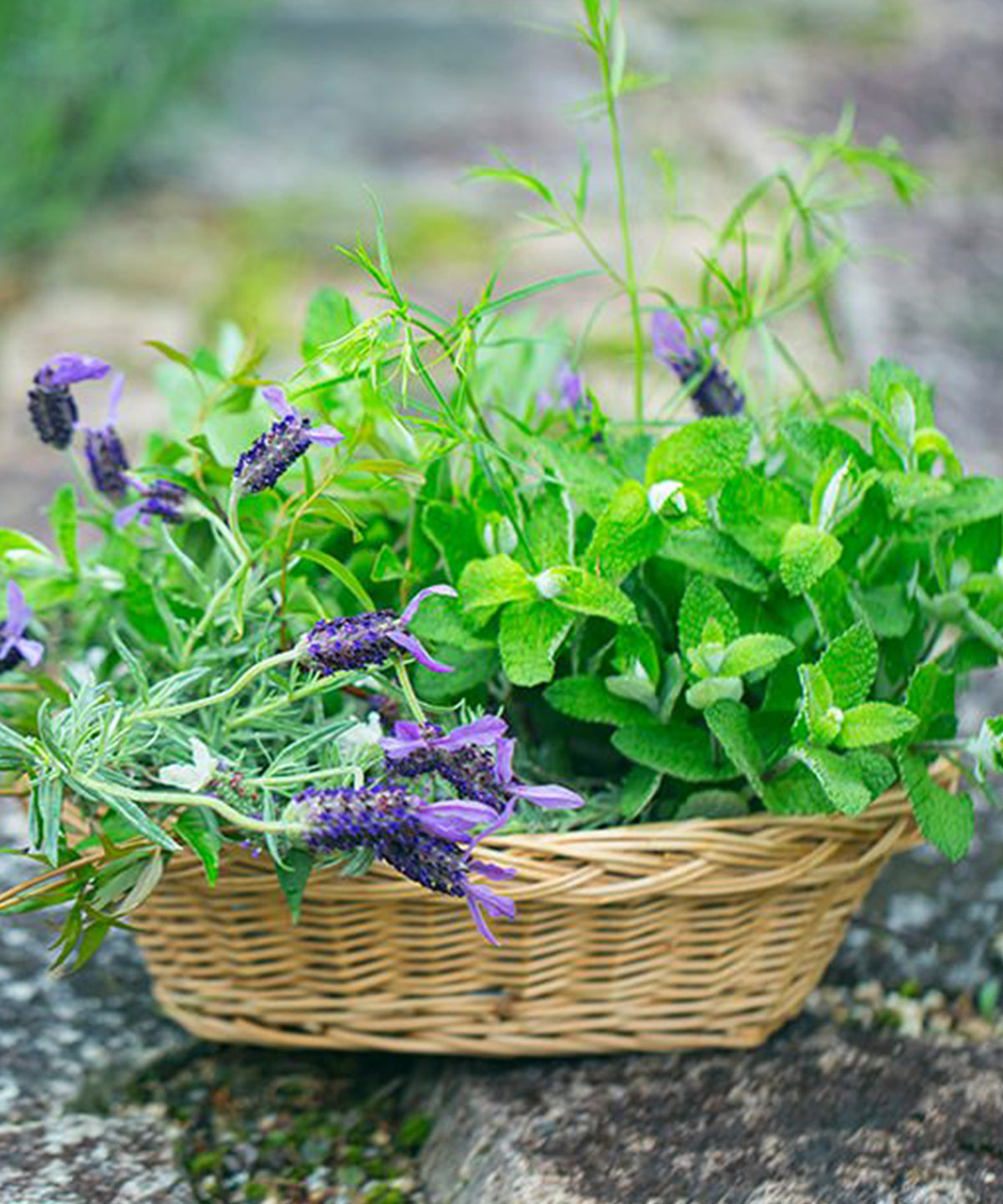 ブルーベリーケーキ＆ハーブセット【5月8日（金）発送】