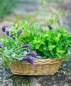 ブルーベリーケーキ＆ハーブセット【5月8日（金）発送】