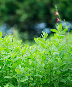 ブルーベリーケーキ＆ハーブセット【5月8日（金）発送】