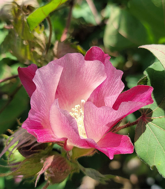 ピンク色に咲く緑綿の花