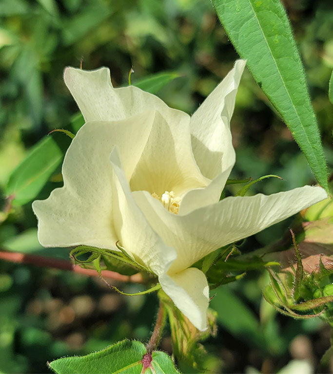 白い綿の花